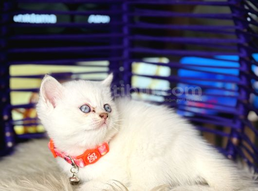 British Shorthair Bluepoint Dişi Erkek Yavrular görsel