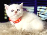 British Shorthair Bluepoint Dişi Erkek Yavrular