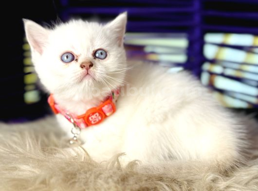 British Shorthair Bluepoint Dişi Erkek Yavrular görsel