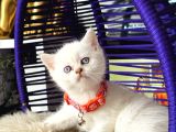British Shorthair Bluepoint Dişi Erkek Yavrular