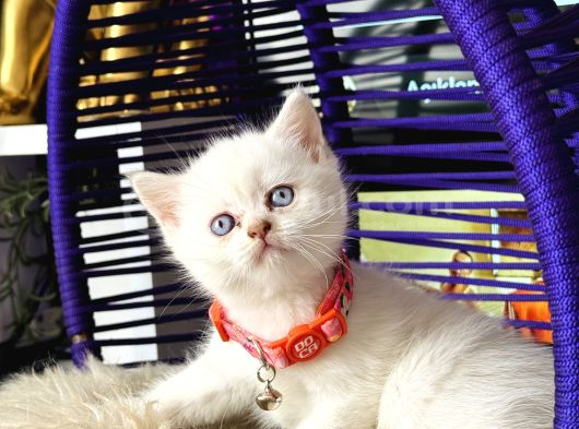 British Shorthair Bluepoint Dişi Erkek Yavrular görsel