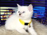 British Shorthair Bluepoint Dişi Erkek Yavrular