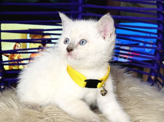 British Shorthair Bluepoint Dişi Erkek Yavrular görsel