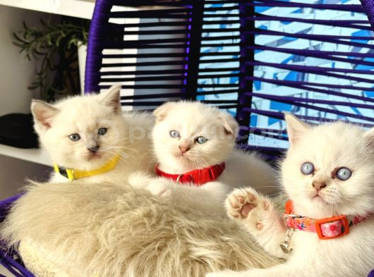 British Shorthair Bluepoint Dişi Erkek Yavrular