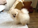 Teacup Ayı Surat Pomeranian Boo Bebeklerimiz