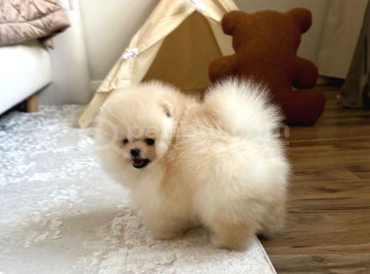 Teacup Ayı Surat Pomeranian Boo Bebeklerimiz görsel