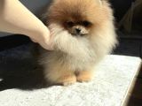 Teacup Ayı Surat Pomeranian Boo Bebeklerimiz