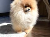 Teacup Ayı Surat Pomeranian Boo Bebeklerimiz