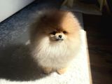 Teacup Ayı Surat Pomeranian Boo Bebeklerimiz