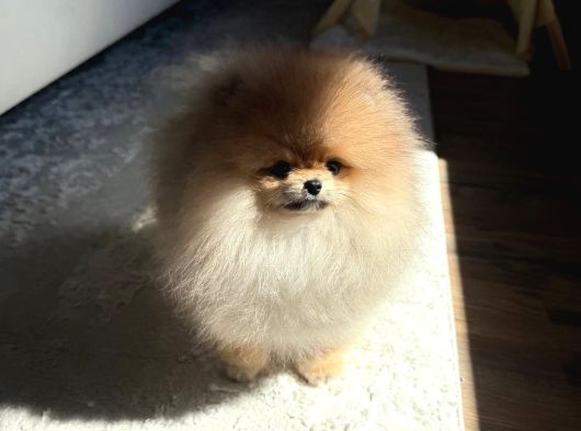Teacup Ayı Surat Pomeranian Boo Bebeklerimiz görsel