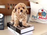 Petmode Köpek Çiftliğinden Tea Cup Kore Maltipoo Yavrular