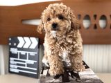 Petmode Köpek Çiftliğinden Tea Cup Kore Maltipoo Yavrular