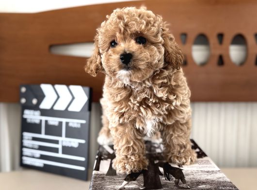 Petmode Köpek Çiftliğinden Tea Cup Kore Maltipoo Yavrular görsel