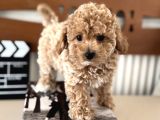 Petmode Köpek Çiftliğinden Tea Cup Kore Maltipoo Yavrular