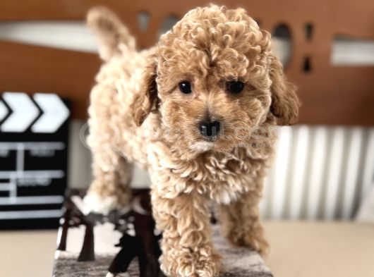 Petmode Köpek Çiftliğinden Tea Cup Kore Maltipoo Yavrular görsel