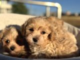 Petmode Köpek Çiftliğinden Tea Cup Kore Maltipoo Yavrular