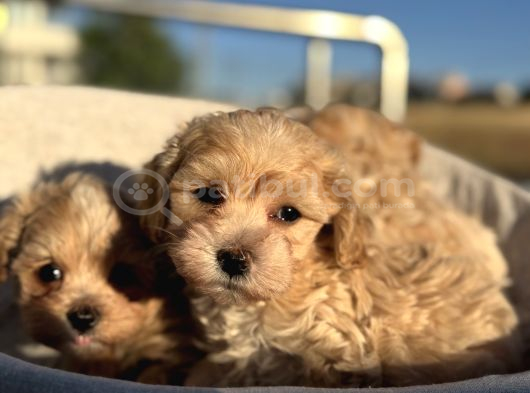 Petmode Köpek Çiftliğinden Tea Cup Kore Maltipoo Yavrular görsel