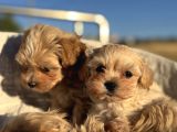 Petmode Köpek Çiftliğinden Tea Cup Kore Maltipoo Yavrular