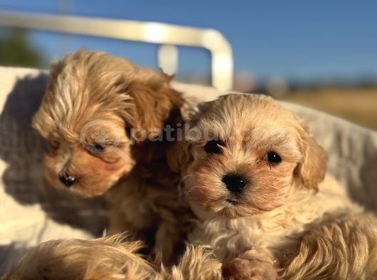 Petmode Köpek Çiftliğinden Tea Cup Kore Maltipoo Yavrular görsel