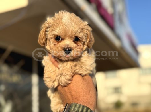 Petmode Köpek Çiftliğinden Tea Cup Kore Maltipoo Yavrular görsel