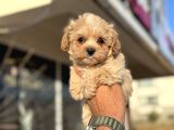 Petmode Köpek Çiftliğinden Tea Cup Kore Maltipoo Yavrular