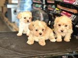 Petmode Köpek Çiftliğinden Tea Cup Kore Maltipoo Yavrular
