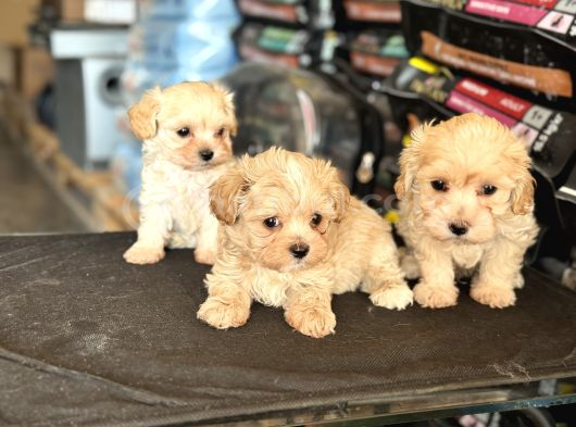Petmode Köpek Çiftliğinden Tea Cup Kore Maltipoo Yavrular görsel