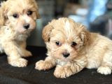 Petmode Köpek Çiftliğinden Tea Cup Kore Maltipoo Yavrular