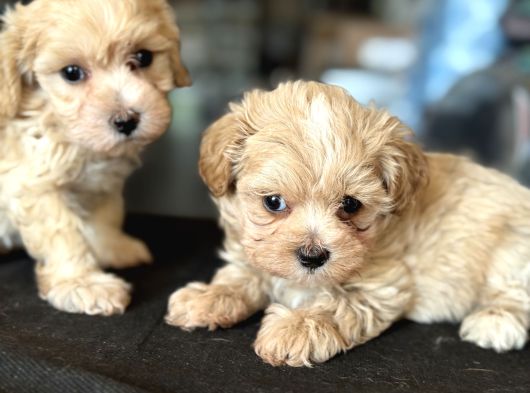 Petmode Köpek Çiftliğinden Tea Cup Kore Maltipoo Yavrular görsel