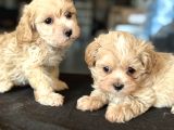 Petmode Köpek Çiftliğinden Tea Cup Kore Maltipoo Yavrular