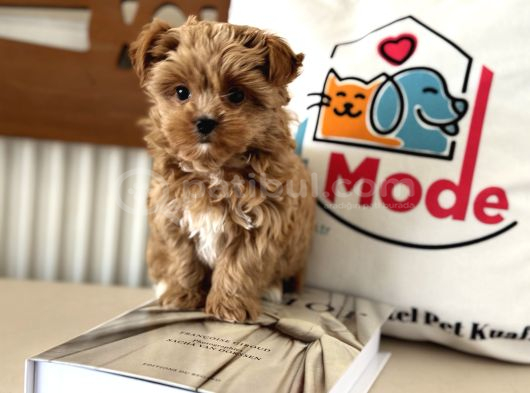 Çok Özel Wc Eğitimli Tea Cup Morkie Yavrumuz görsel