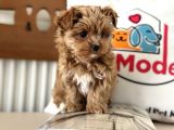 Çok Özel Wc Eğitimli Tea Cup Morkie Yavrumuz
