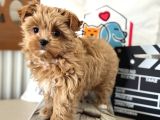Çok Özel Wc Eğitimli Tea Cup Morkie Yavrumuz