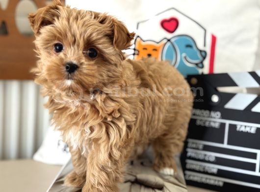 Çok Özel Wc Eğitimli Tea Cup Morkie Yavrumuz görsel