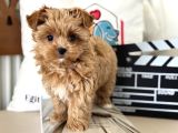 Çok Özel Wc Eğitimli Tea Cup Morkie Yavrumuz