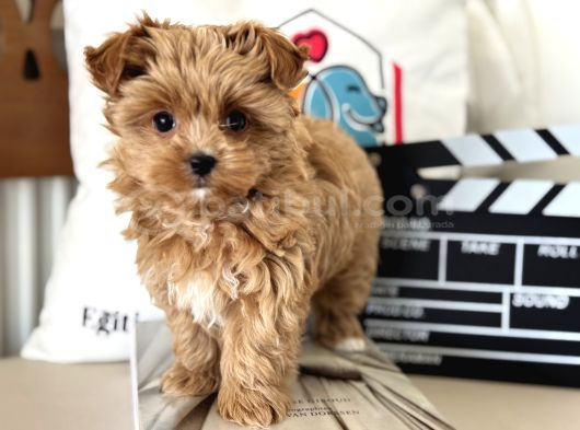 Çok Özel Wc Eğitimli Tea Cup Morkie Yavrumuz görsel