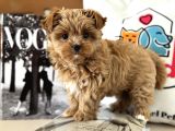 Çok Özel Wc Eğitimli Tea Cup Morkie Yavrumuz