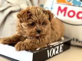 Çok Özel Wc Eğitimli Tea Cup Morkie Yavrumuz