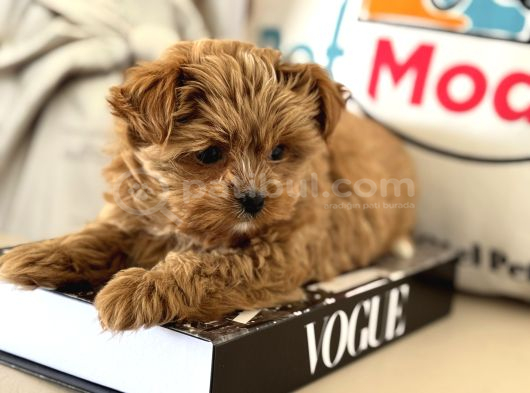 Çok Özel Wc Eğitimli Tea Cup Morkie Yavrumuz görsel