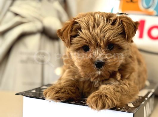 Çok Özel Wc Eğitimli Tea Cup Morkie Yavrumuz görsel