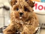 Çok Özel Wc Eğitimli Tea Cup Morkie Yavrumuz
