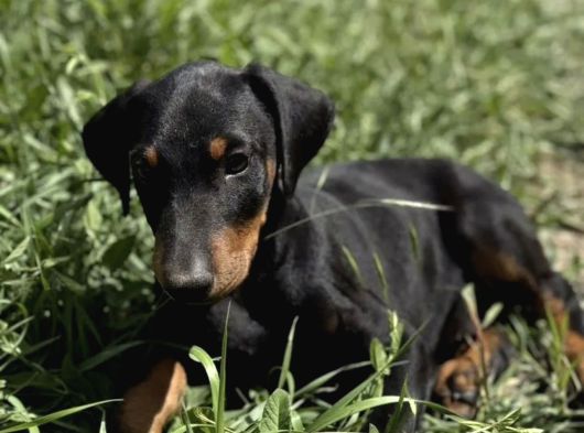 Premium Kalite Doberman Yavruları