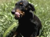 Premium Kalite Doberman Yavruları