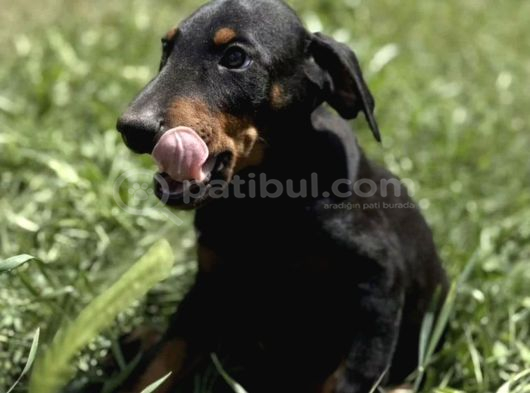 Premium Kalite Doberman Yavruları görsel