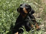 Premium Kalite Doberman Yavruları