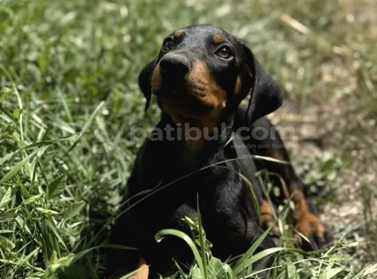 Premium Kalite Doberman Yavruları görsel