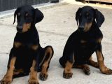Premium Kalite Doberman Yavruları