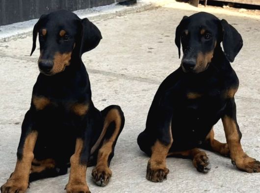 Premium Kalite Doberman Yavruları görsel