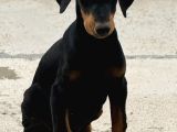 Premium Kalite Doberman Yavruları