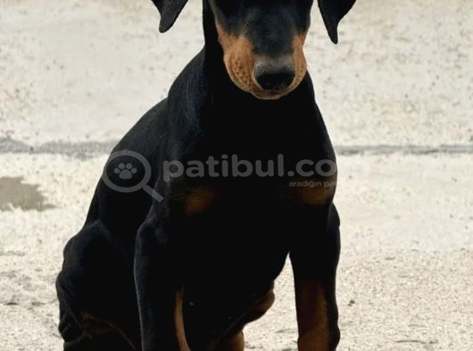 Premium Kalite Doberman Yavruları görsel